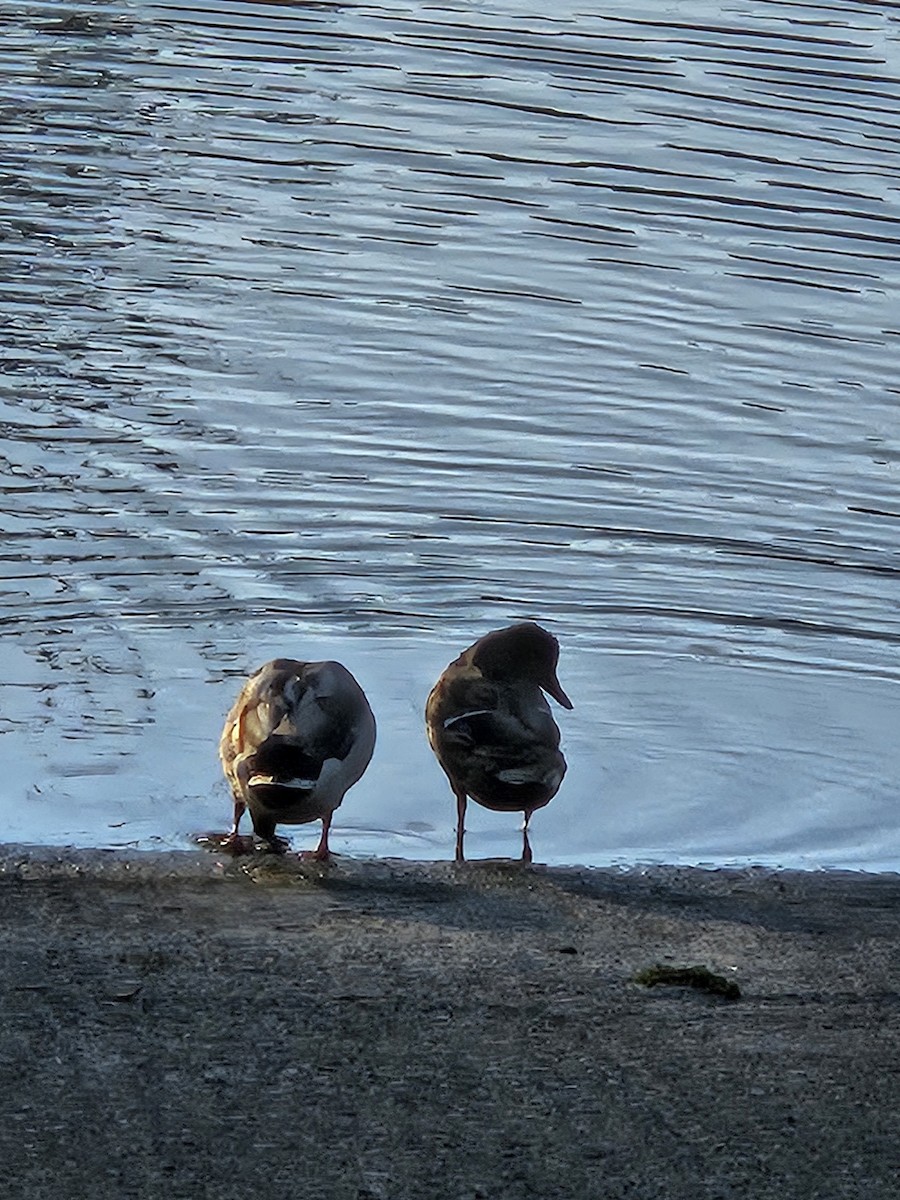 Mallard - ML643042868