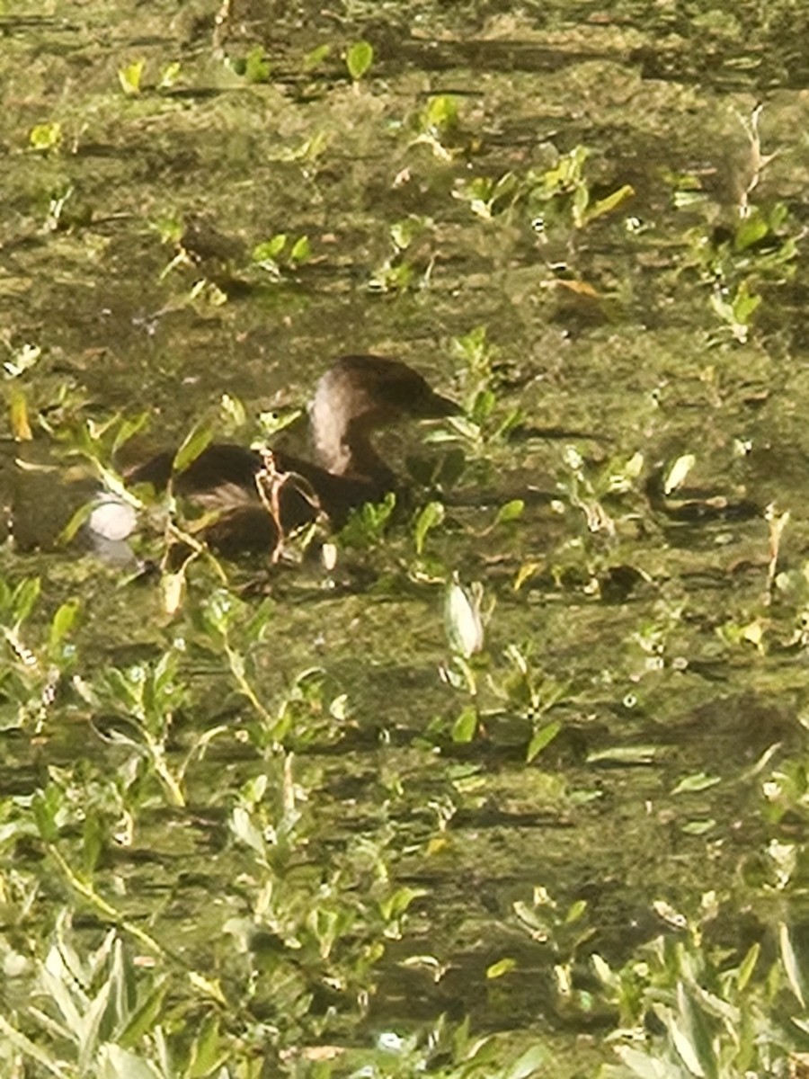 Pied-billed Grebe - ML643042892