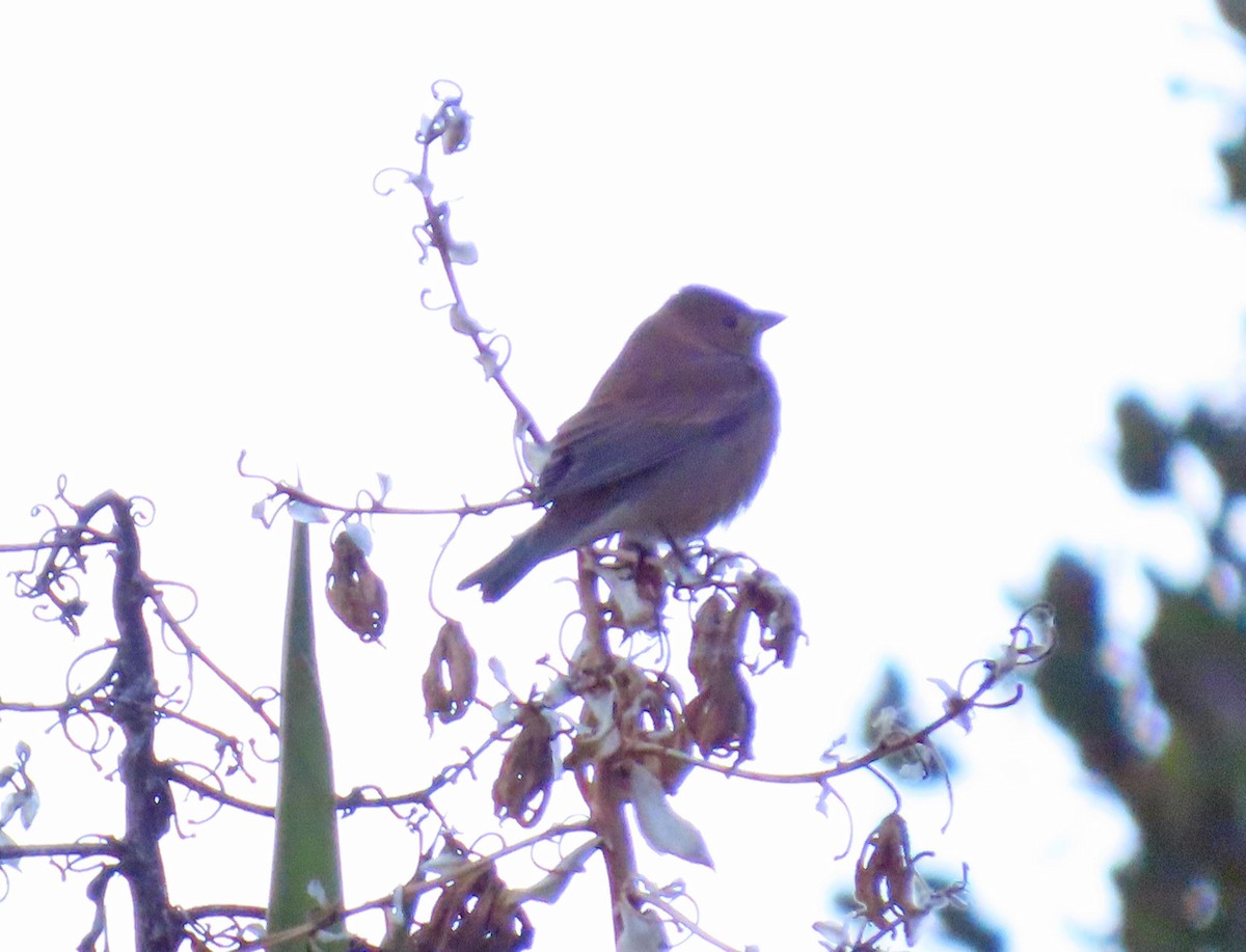 Indigo Bunting - ML643042896
