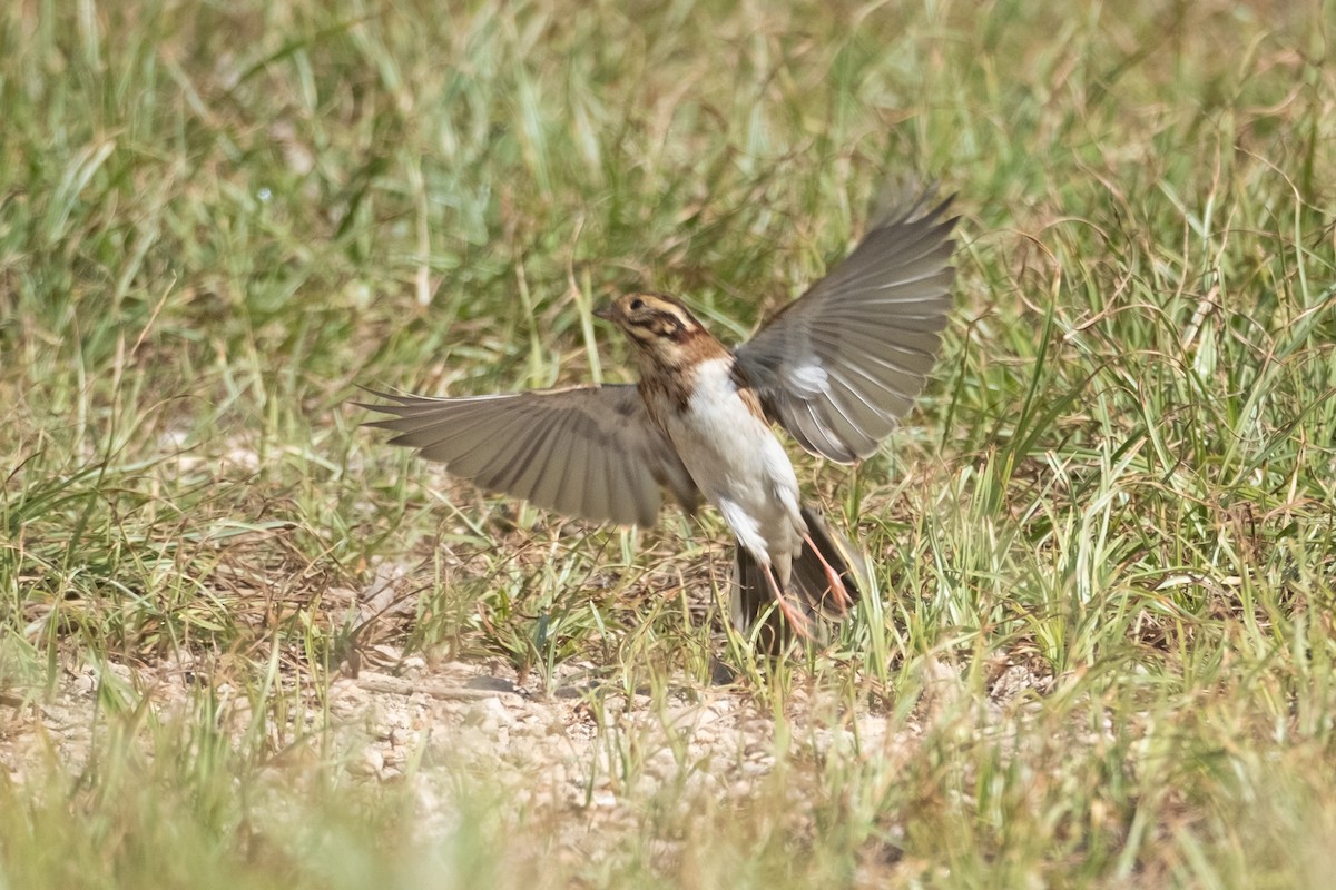 Rustic Bunting - ML643042897