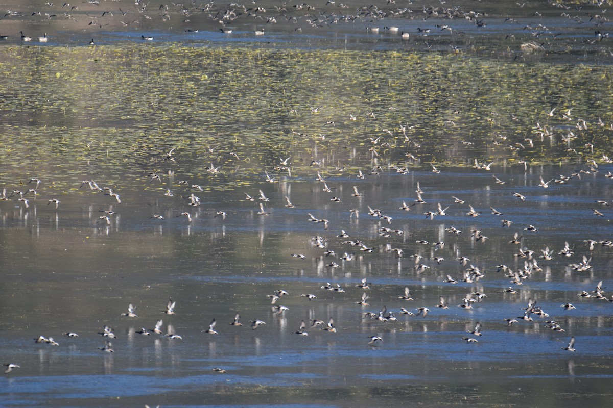 anatidé sp. (canard sp.) - ML643042907