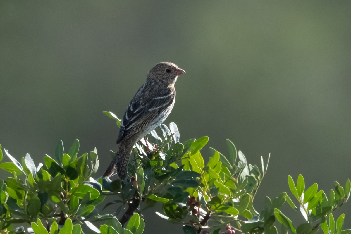 Common Rosefinch - ML643042908