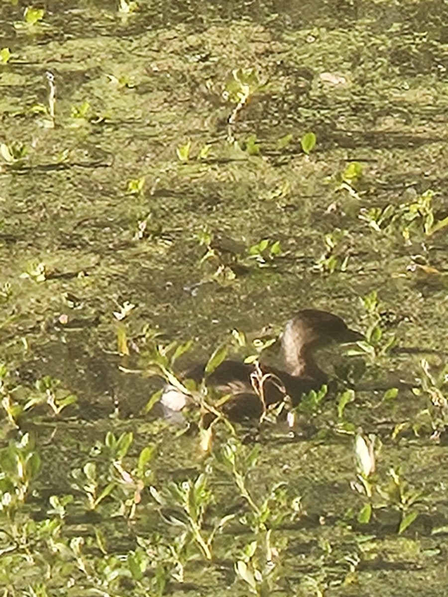 Pied-billed Grebe - ML643042914