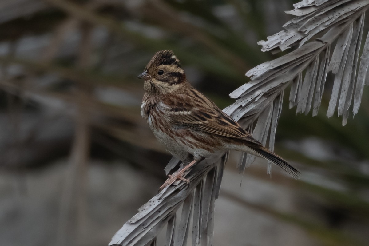 Rustic Bunting - ML643042925