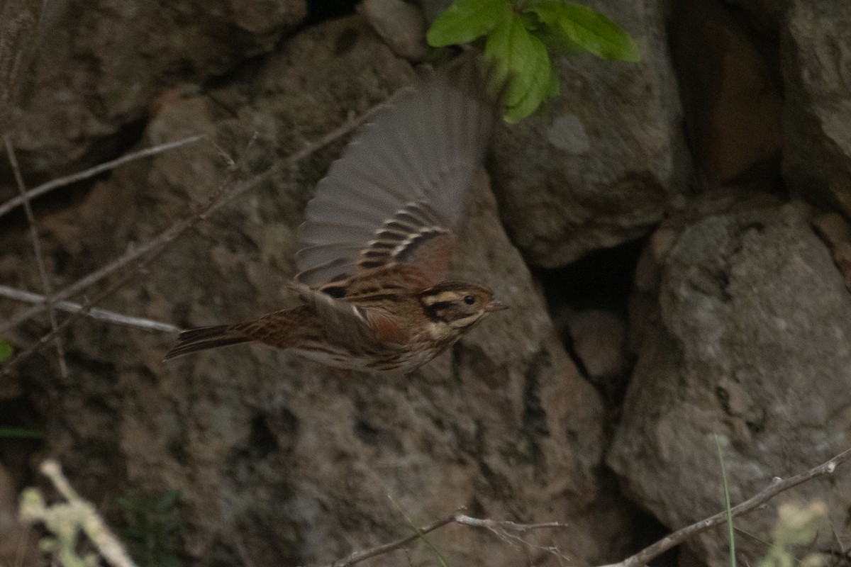 Rustic Bunting - ML643042926