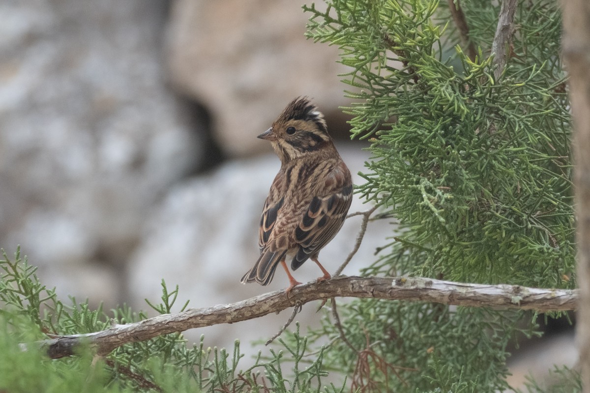 Rustic Bunting - ML643042927