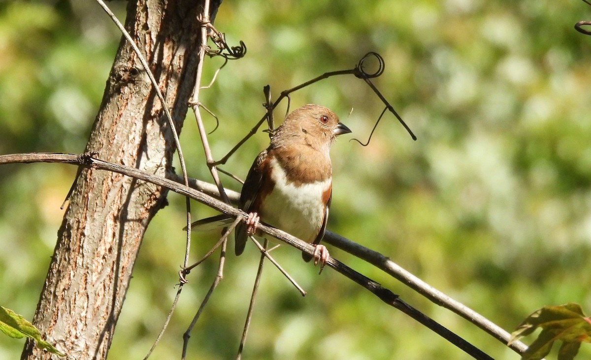 Eastern Towhee - ML643042935