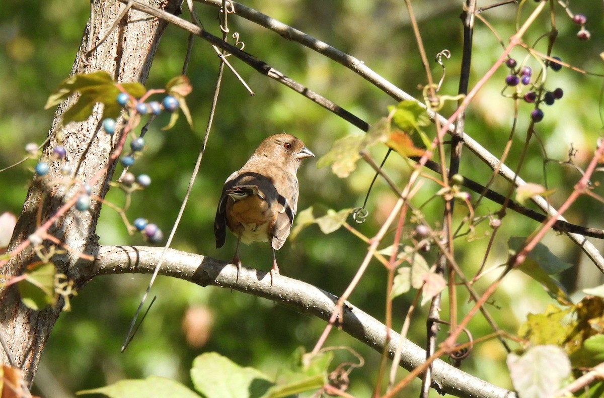 Eastern Towhee - ML643042936