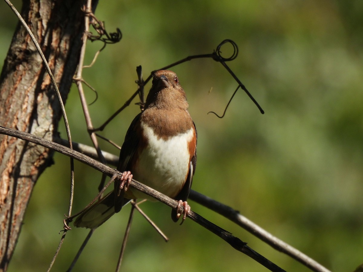 Eastern Towhee - ML643042938