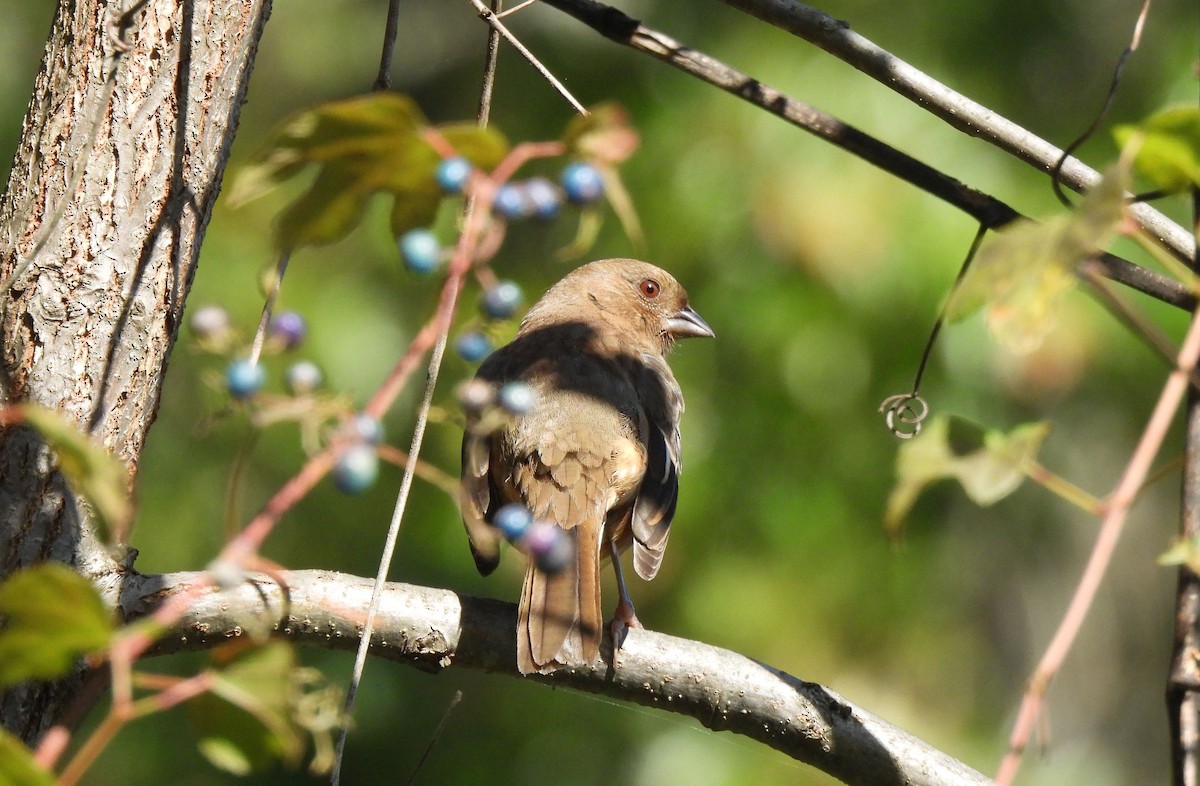 Eastern Towhee - ML643042939