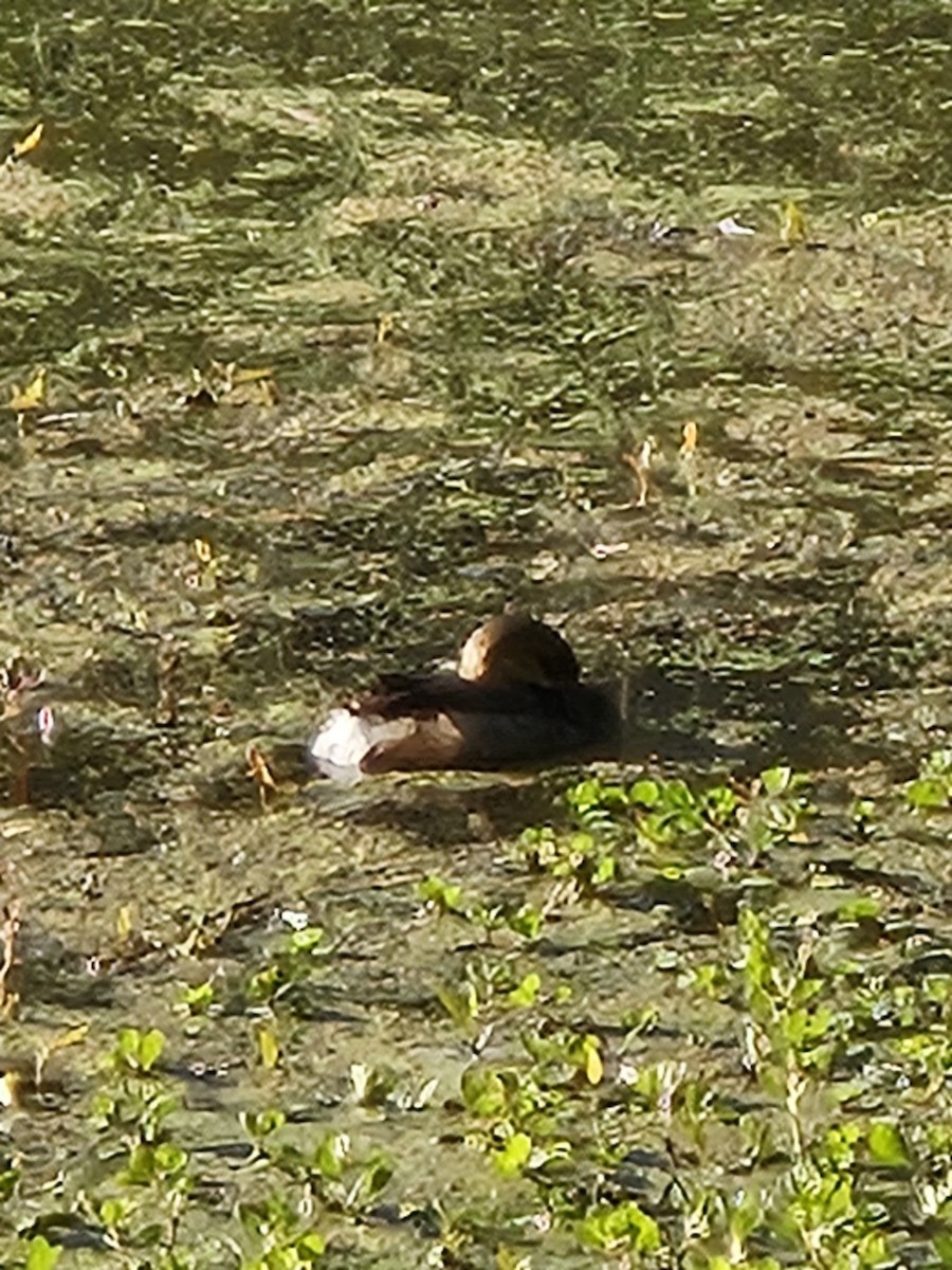 Pied-billed Grebe - ML643042940
