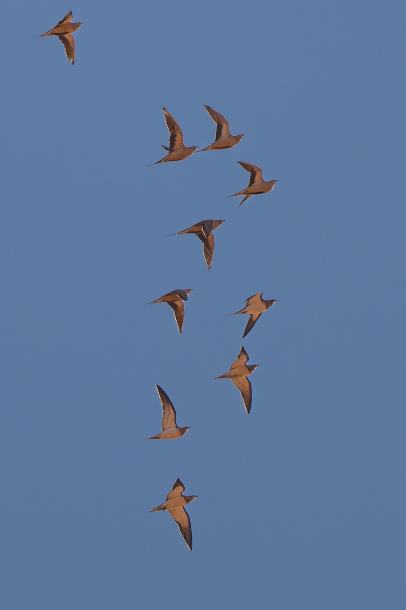 Pin-tailed Sandgrouse - ML643042942