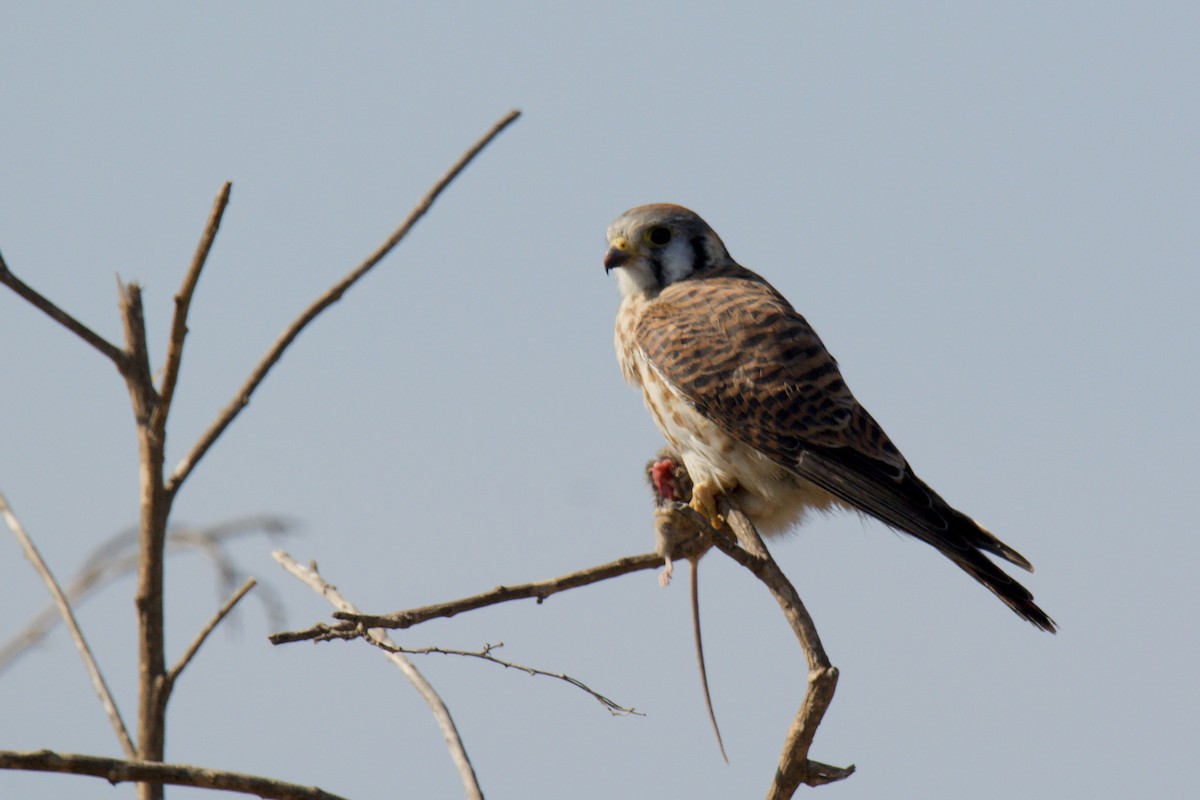 American Kestrel - ML643042943