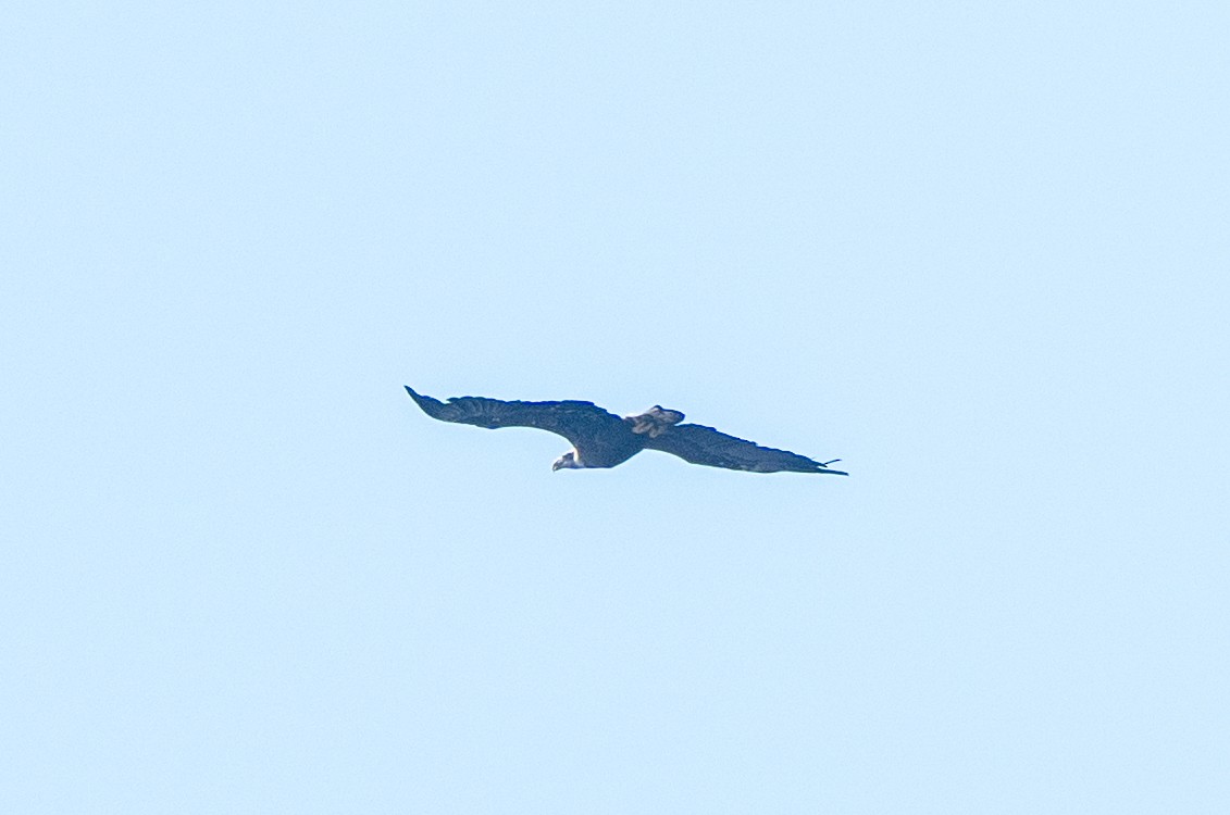 Bald Eagle - ML643042944