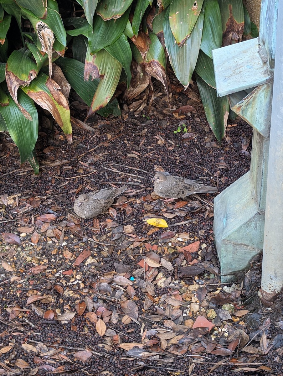 Mourning Dove - ML643042946