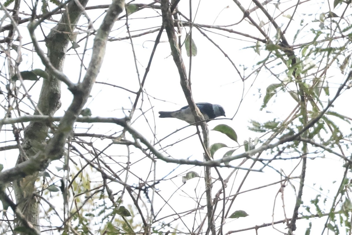 Masked Tanager - ML643042947