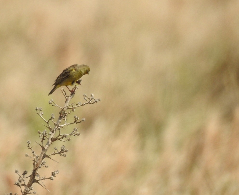 Grassland Yellow-Finch - ML643042949
