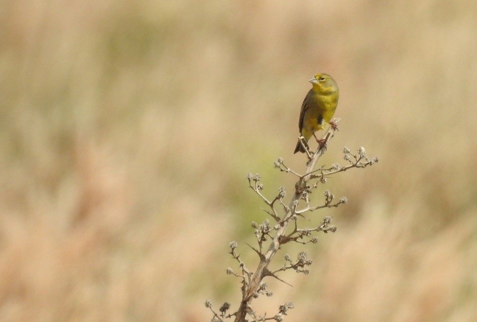 Grassland Yellow-Finch - ML643042950