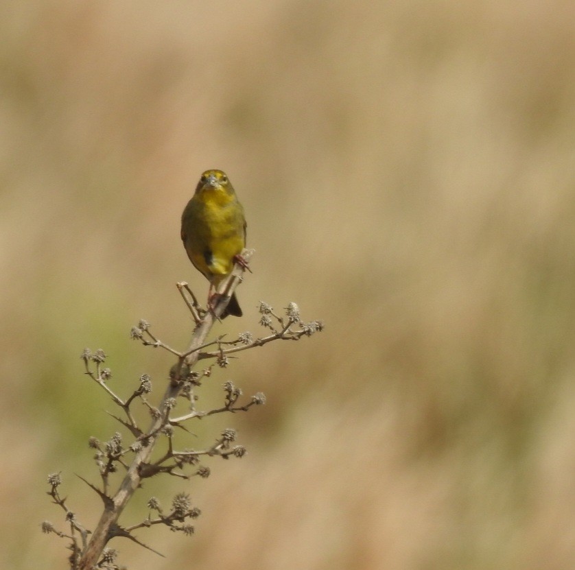 Grassland Yellow-Finch - ML643042951