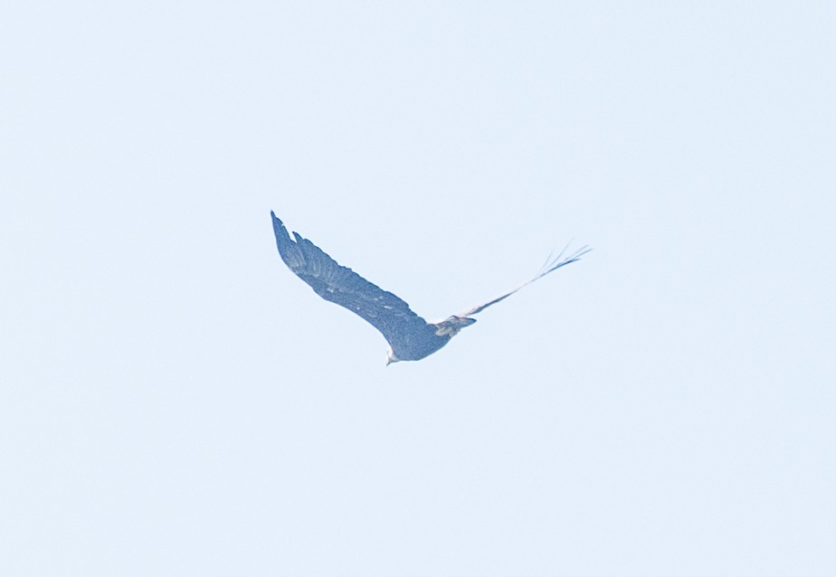 Bald Eagle - ML643042952