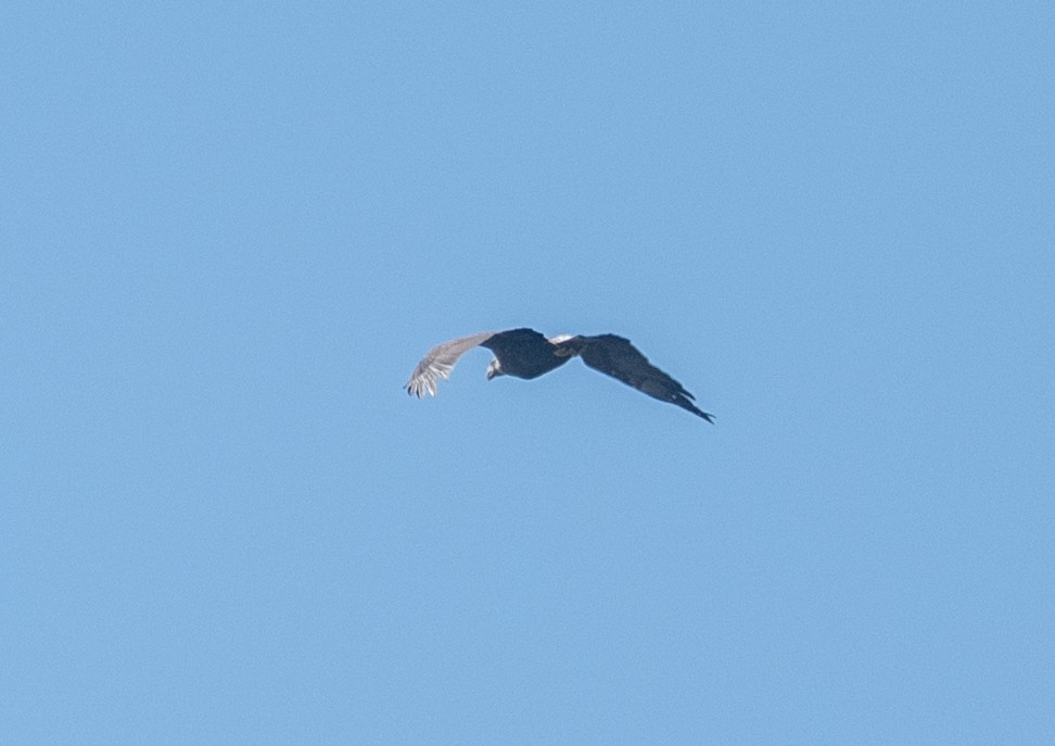 Bald Eagle - ML643042953
