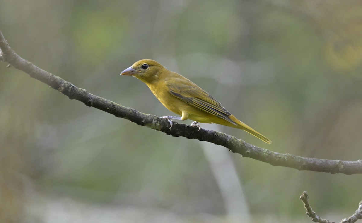 Summer Tanager - ML643042957