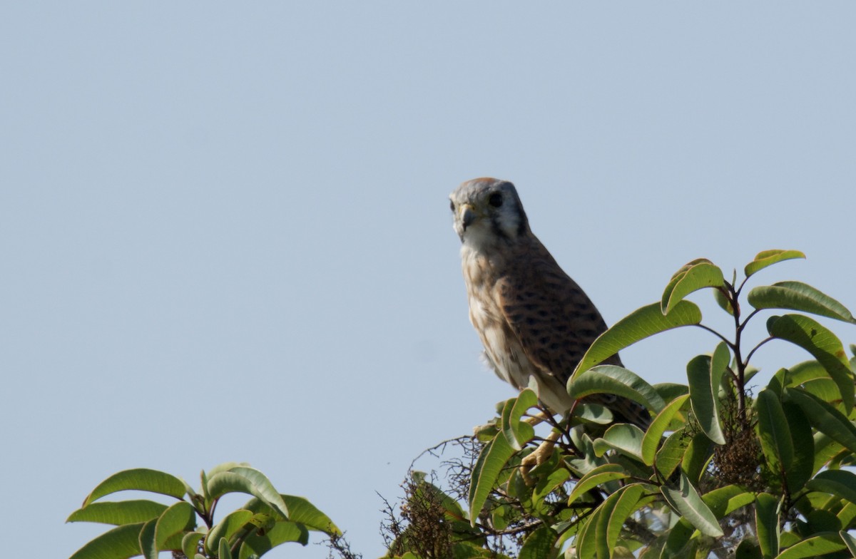 American Kestrel - ML643042960