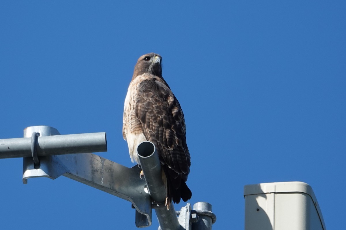 Red-tailed Hawk - ML643042961