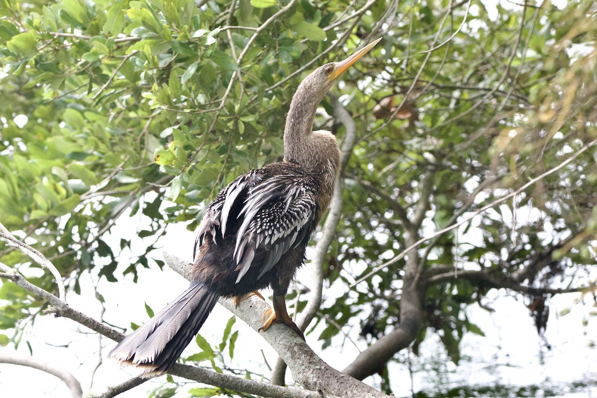 Anhinga - ML643042965
