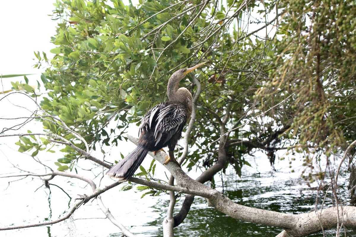 Anhinga - ML643042966