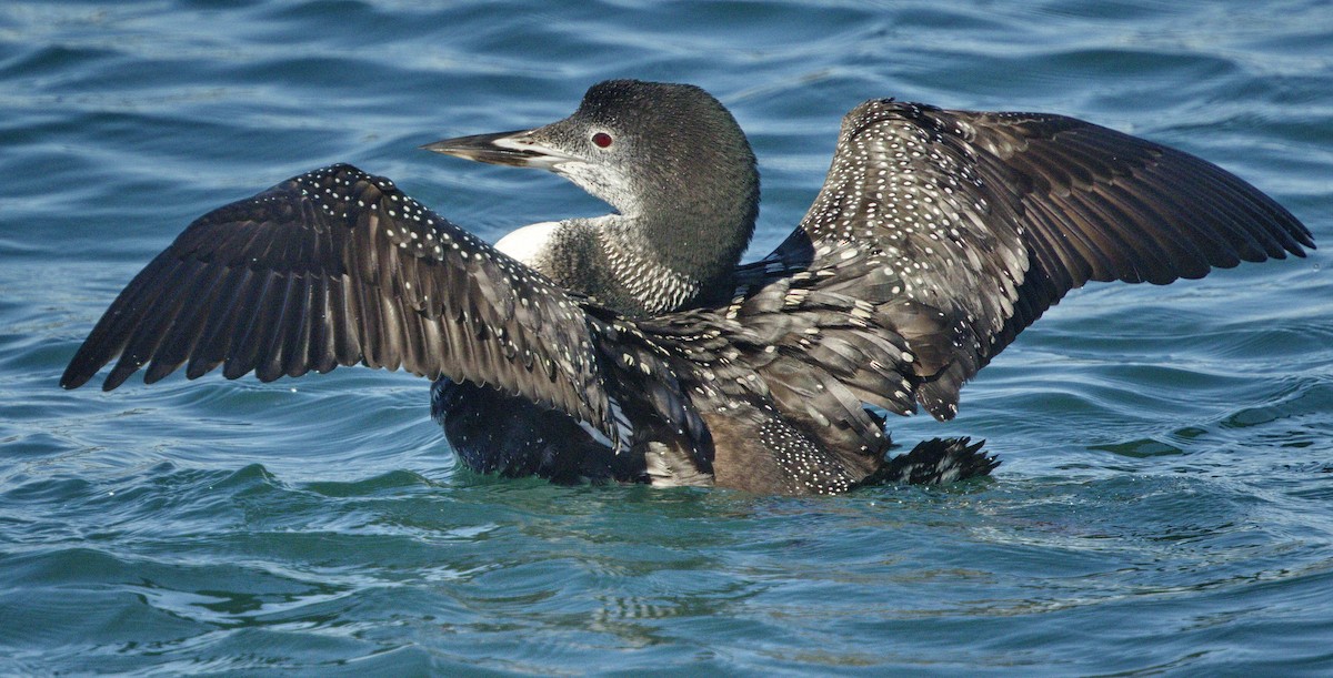 Common Loon - ML643042967