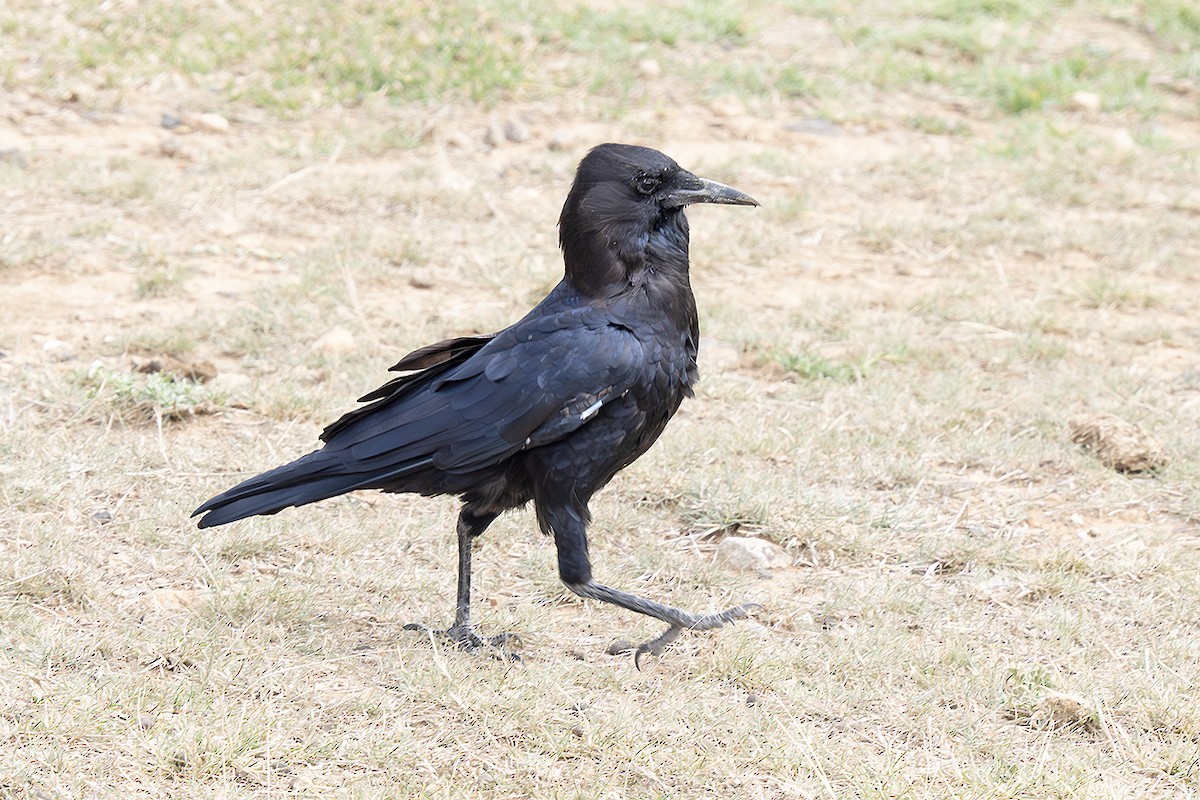 Cape Crow - ML643042968