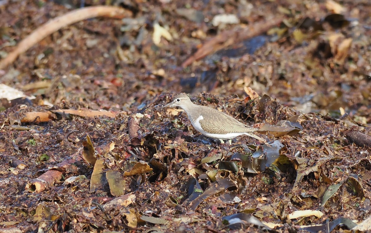 磯鷸 - ML643042970