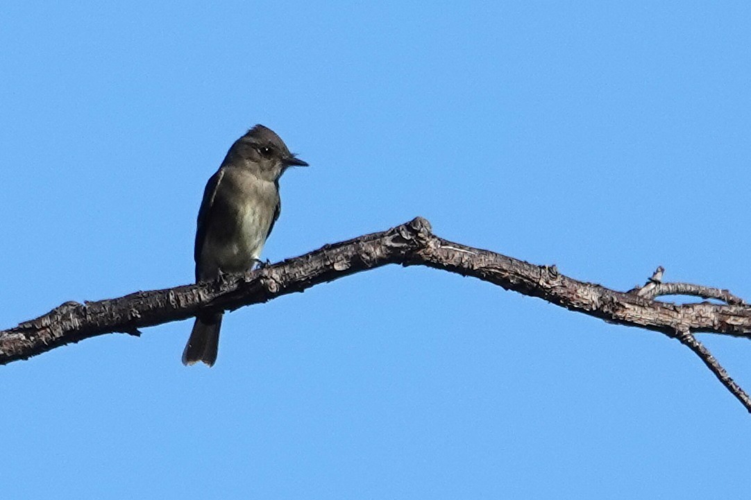 Western Wood-Pewee - ML643042973