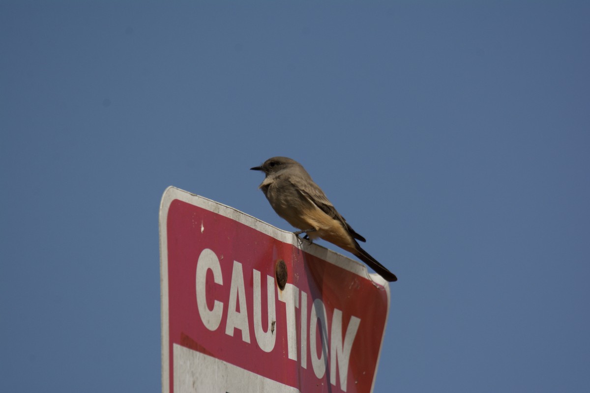 Say's Phoebe - ML643042974