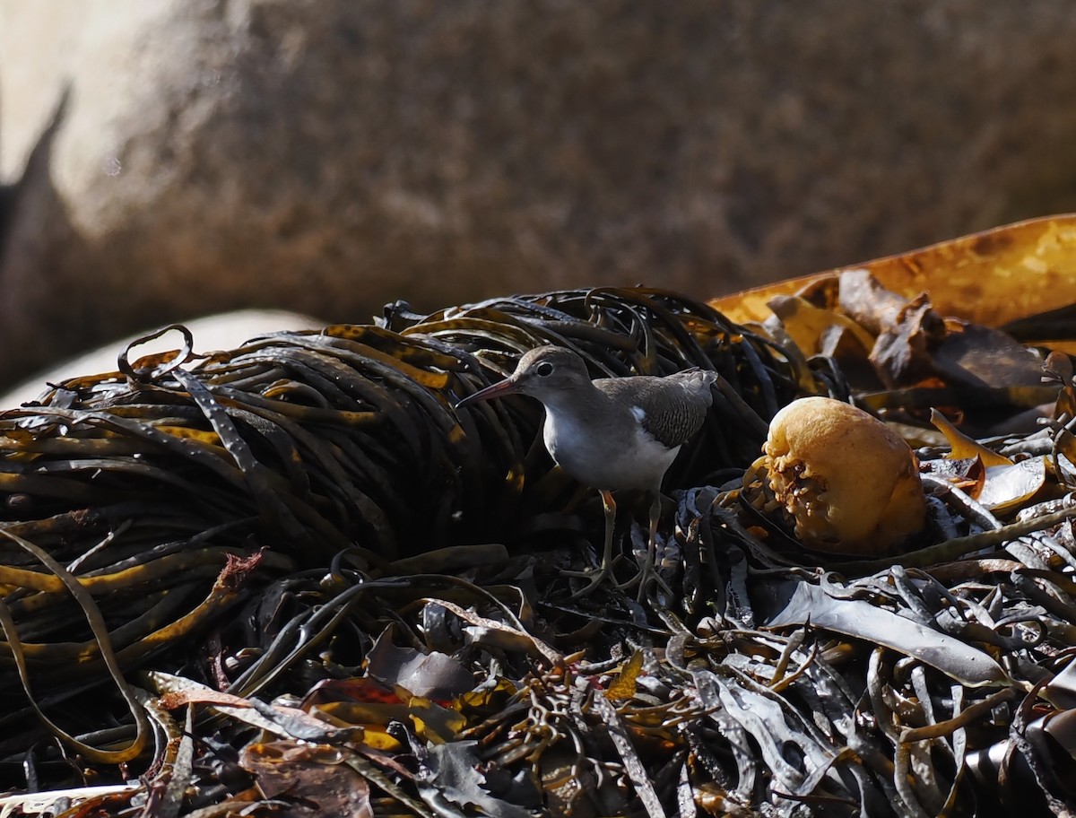 Spotted Sandpiper - ML643042991