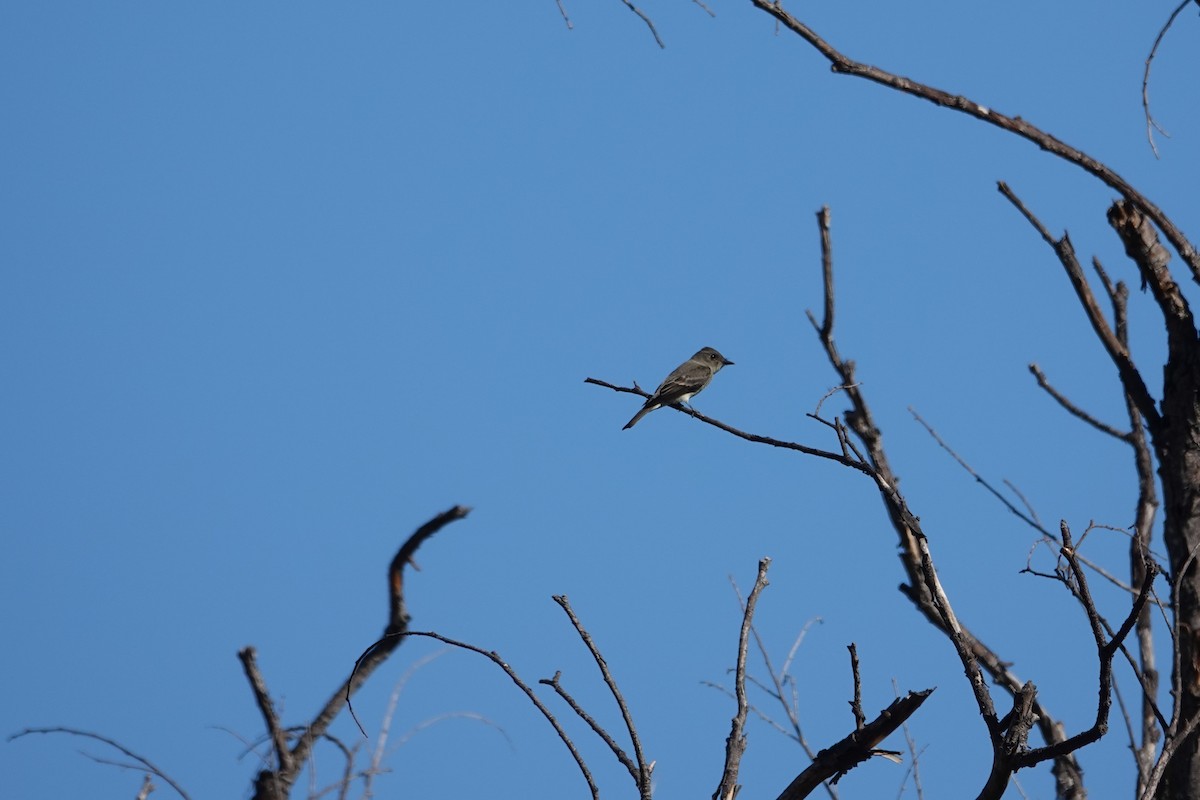 Western Wood-Pewee - ML643042992