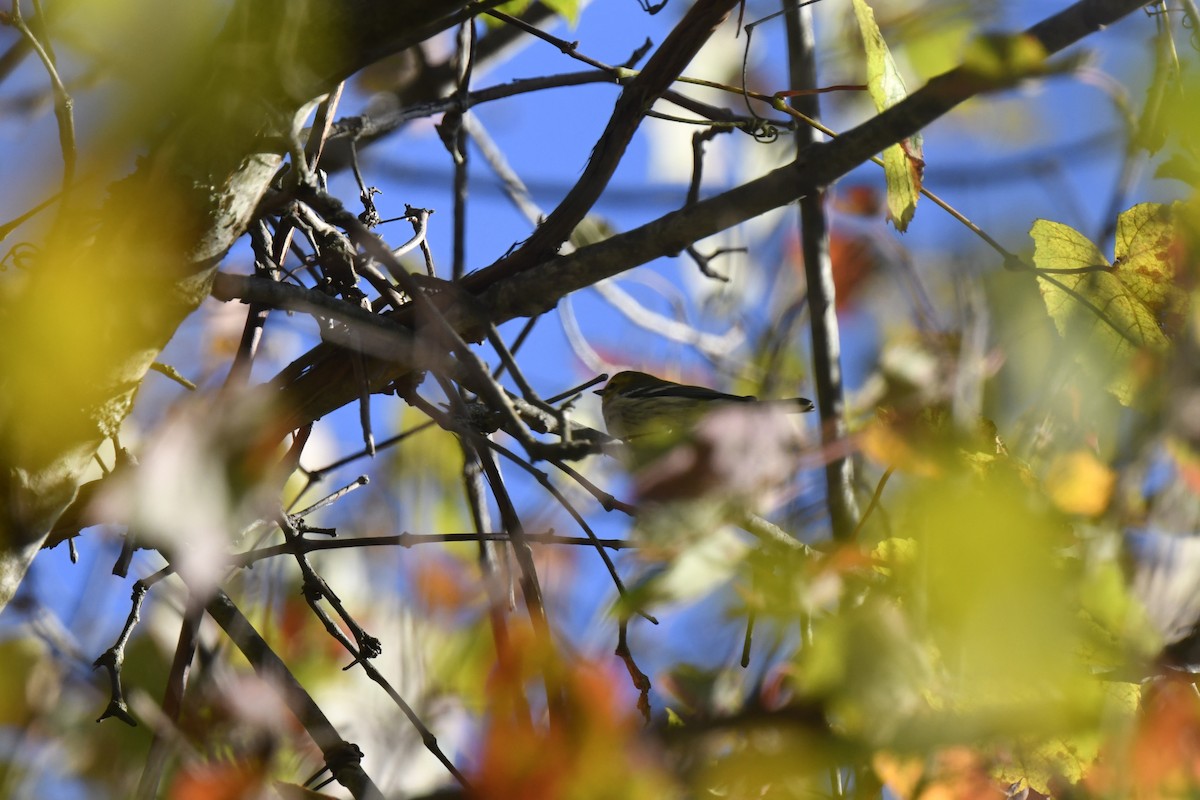 Cape May Warbler - ML643042993
