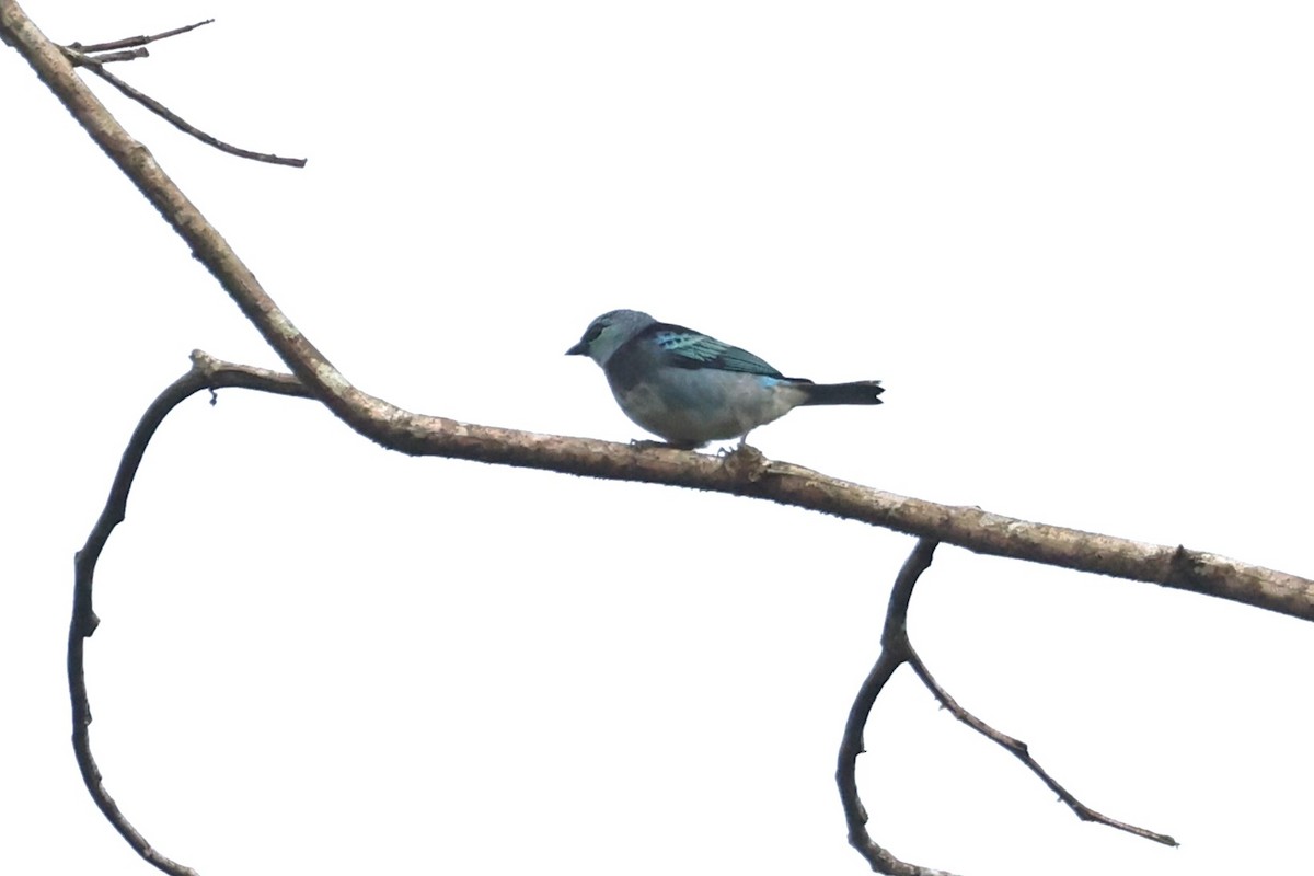 Masked Tanager - ML643042994