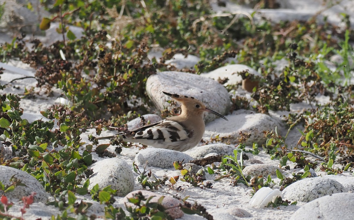 Common Hoopoe - ML643042999