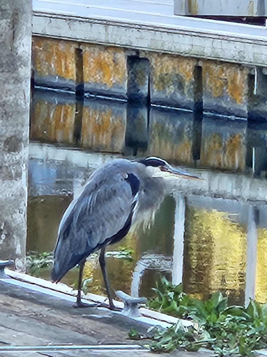 Great Blue Heron - ML643043006