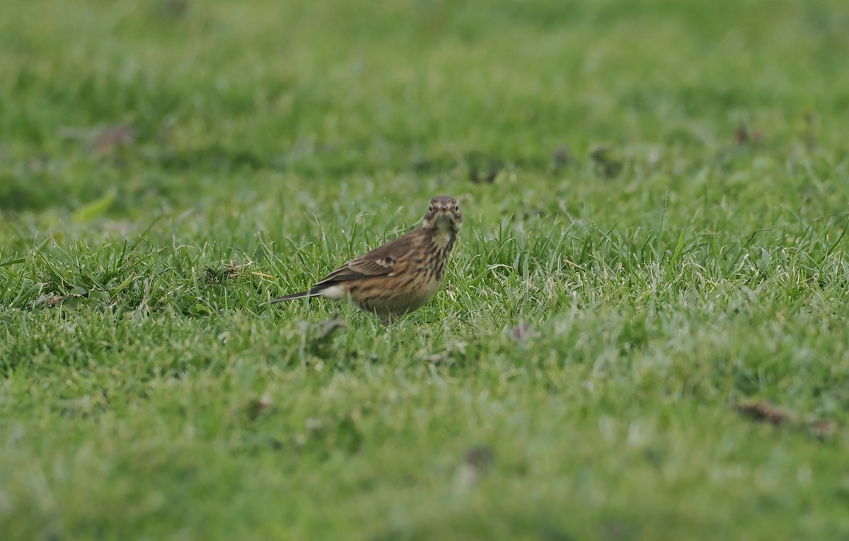 American Pipit - ML643043010
