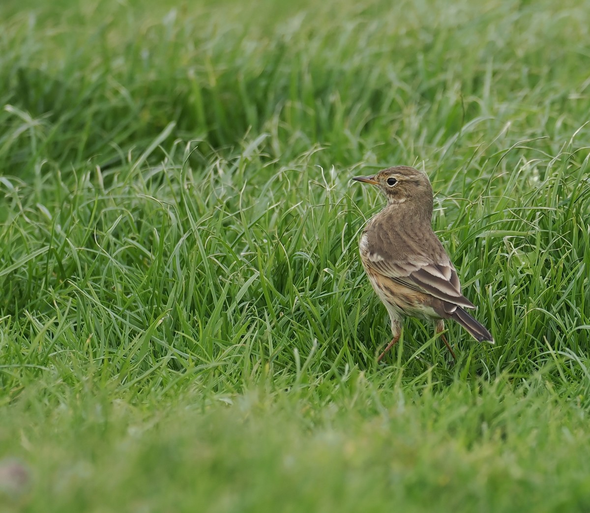 American Pipit - ML643043011