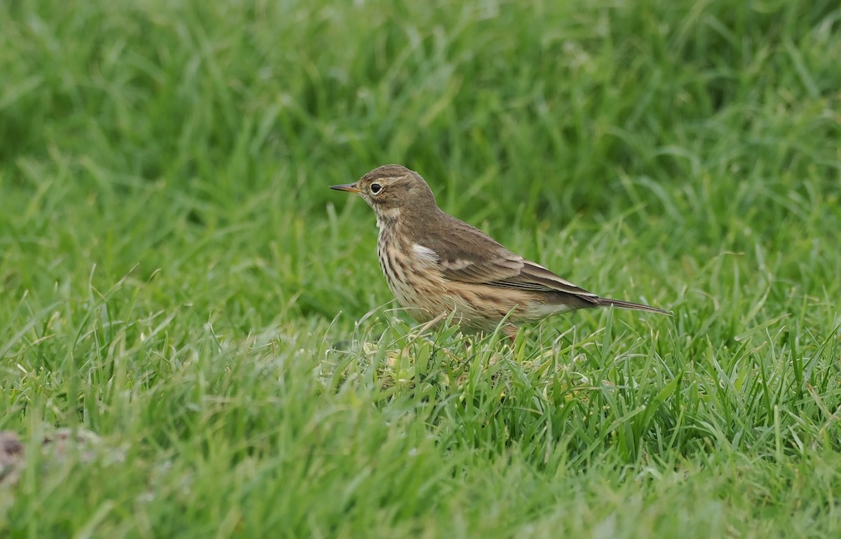American Pipit - ML643043012