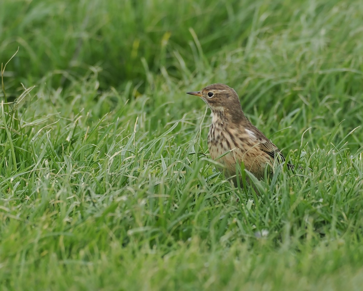 American Pipit - ML643043013