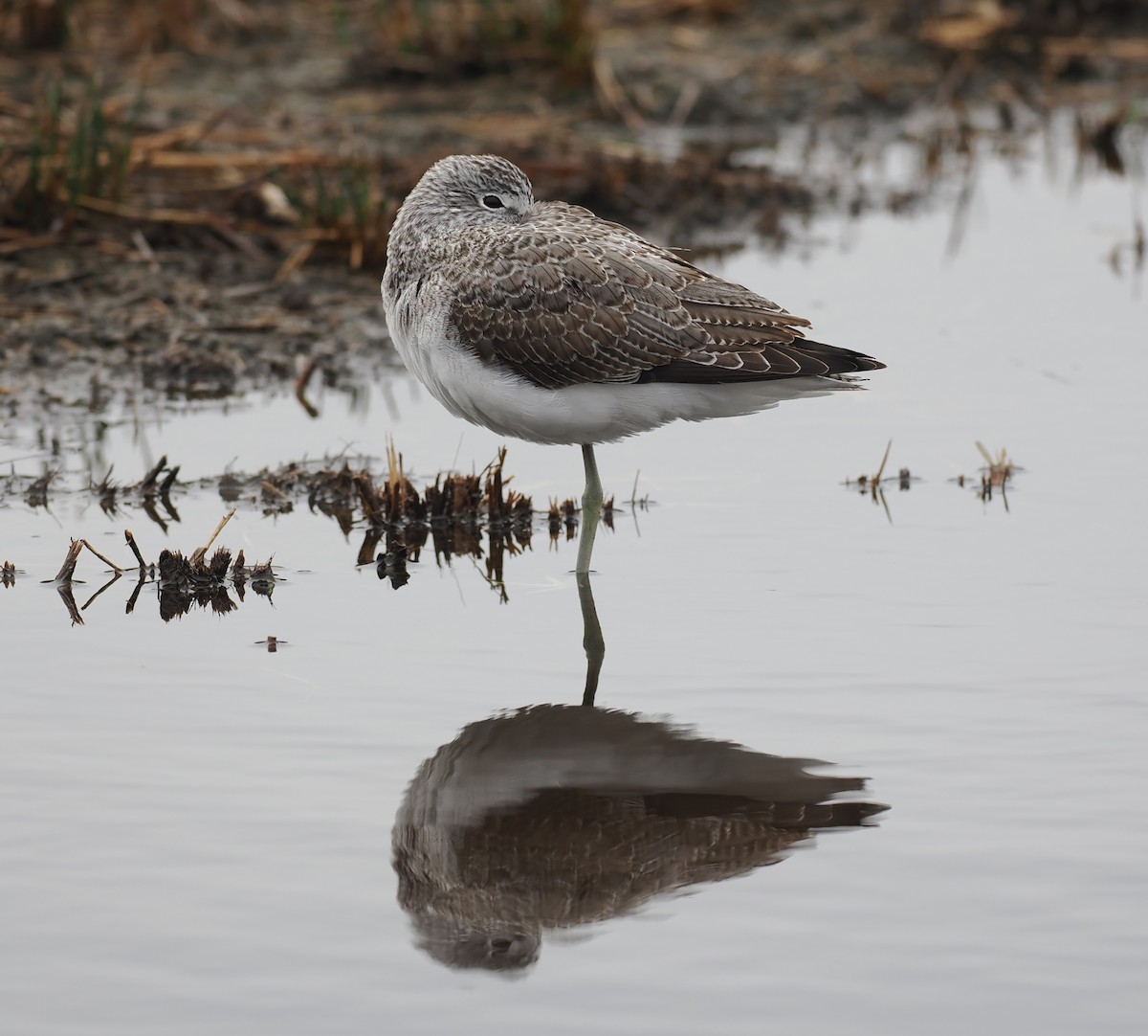 Common Greenshank - ML643043036