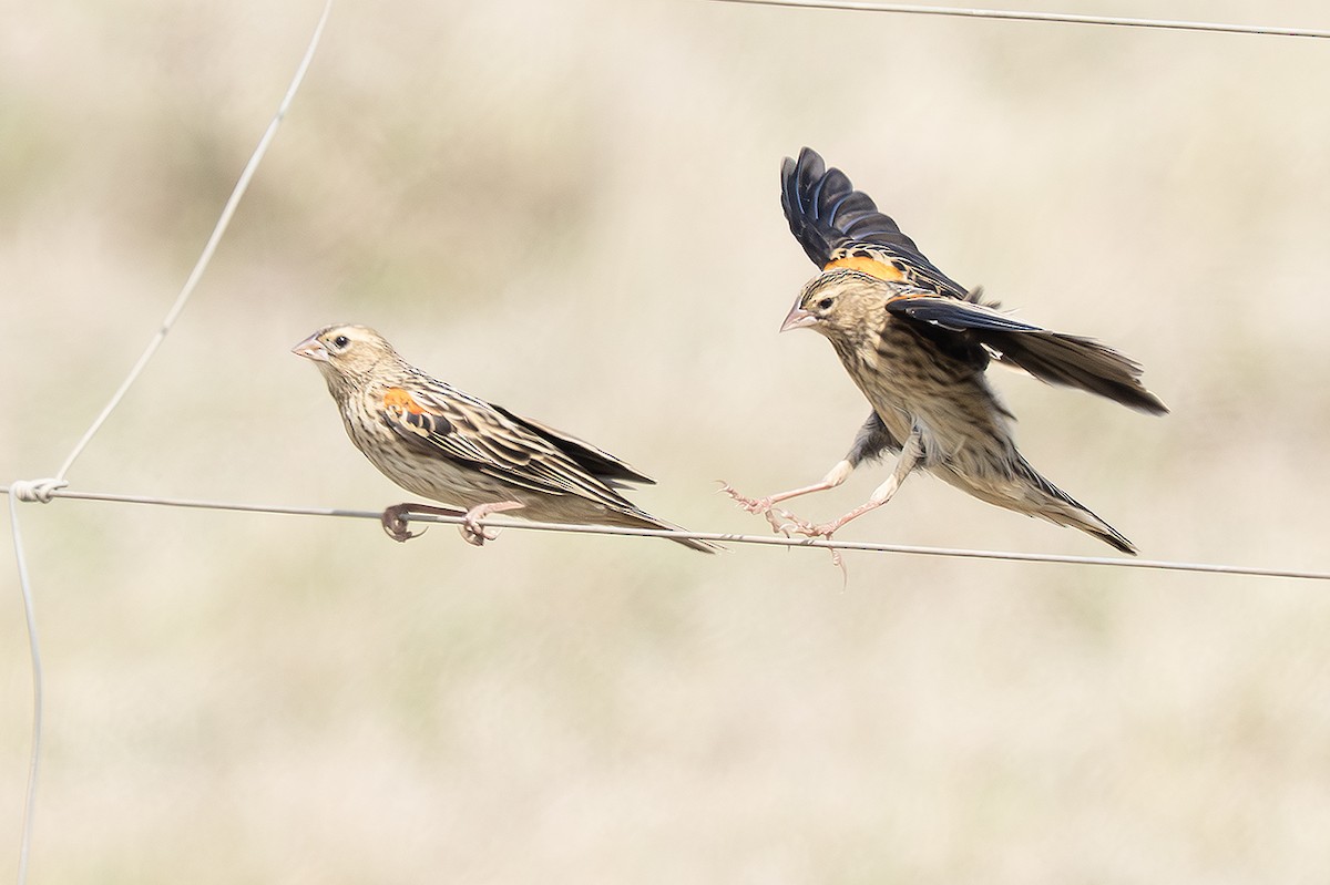 Long-tailed Widowbird - ML643043039