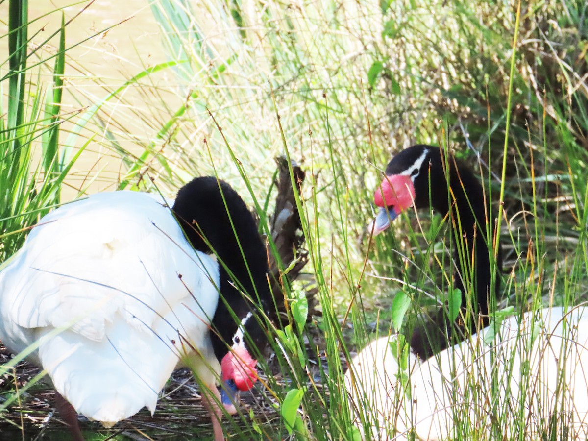 Black-necked Swan - ML643043051