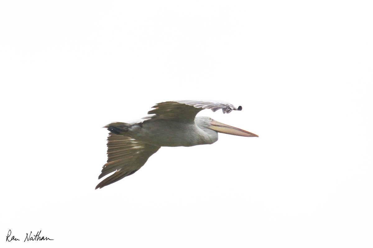 Pelikano ilebihurria - ML643043088