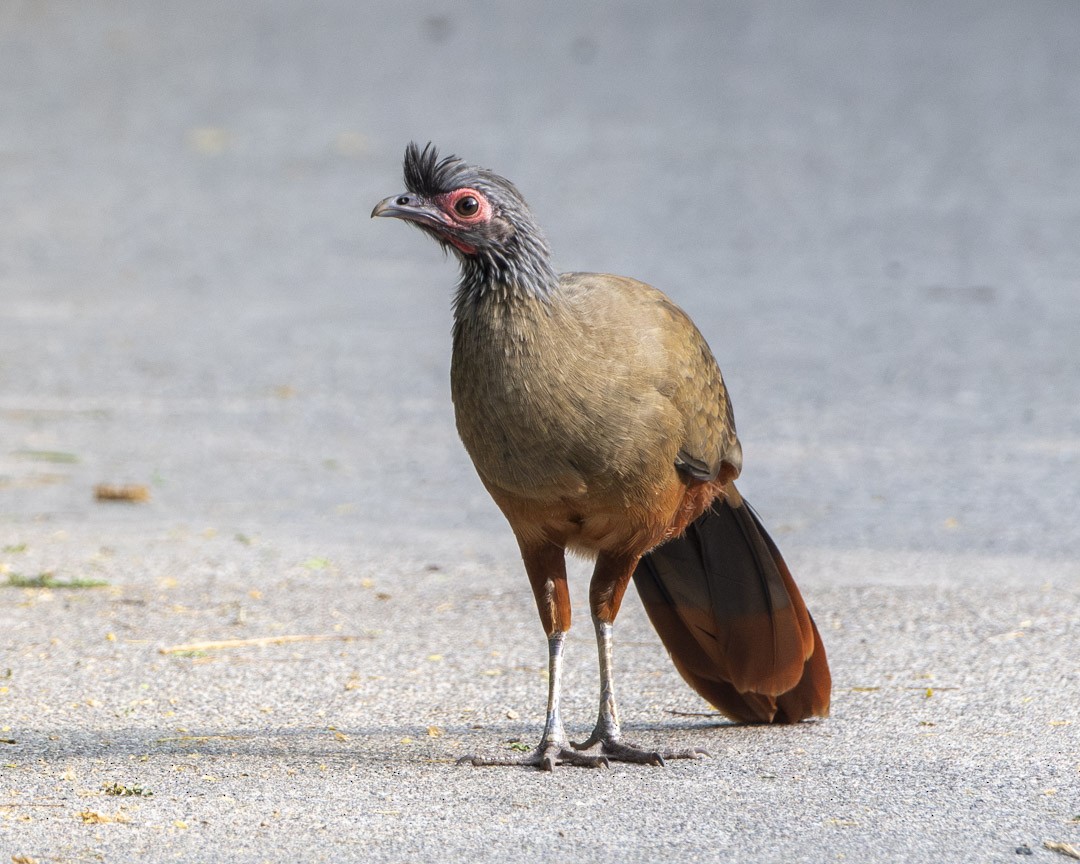Rufous-bellied Chachalaca - ML643043094
